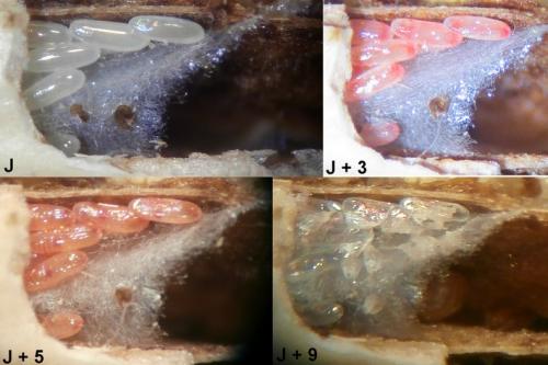Réf. 242 666 : Brachyplax tenuis